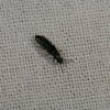 Anotylus rugosus