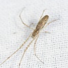 Tetragnatha extensa