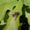 Tachina fera