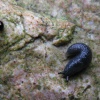 Arion (Arion) ater | Large Black Slug
