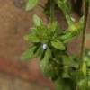 Veronica arvensis | Wall Speedwell