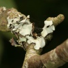 Parmelia sulcata | Netted Shield Lichen