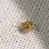Paidiscura pallens