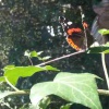 Vanessa atalanta | Red Admiral