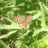 Pararge aegeria | Speckled Wood