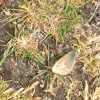 Coenonympha pamphilus | Small Heath