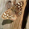 Pararge aegeria | Speckled Wood