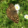 Pararge aegeria | Speckled Wood