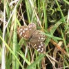 Pararge aegeria | Speckled Wood