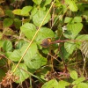 Thecla betulae | Brown Hairstreak