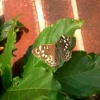 Pararge aegeria | Speckled Wood