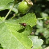 Tatianaerhynchites aequatus | Apple Fruit Rhynchites