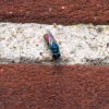 Chrysis | Ruby-tailed Wasp