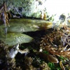 Limacus maculatus | Green Cellar Slug