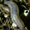Lehmannia marginata | Tree Slug