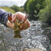 Pacifastacus leniusculus | Signal Crayfish