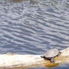 Trachemys scripta elegans | Red-eared Terrapin