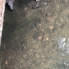 Pacifastacus leniusculus | Signal Crayfish