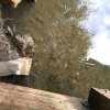 Pacifastacus leniusculus | Signal Crayfish
