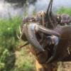 Pacifastacus leniusculus | Signal Crayfish