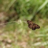 Pararge aegeria | Speckled Wood