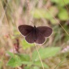 Aphantopus hyperantus | Ringlet