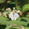 Pieris rapae | Small White