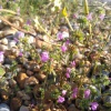 Galeopsis angustifolia | Red Hemp-nettle