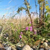 Galeopsis angustifolia | Red Hemp-nettle