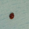 Harmonia axyridis forma succinea | Harlequin Ladybird