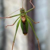 Leptophyes punctatissima | Speckled Bush-cricket