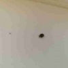 Harmonia axyridis | Harlequin Ladybird