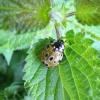 Anatis ocellata | Eyed Ladybird