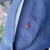 Adalia bipunctata | Two-spot Ladybird