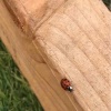 Harmonia axyridis | Harlequin Ladybird