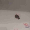 Harmonia axyridis | Harlequin Ladybird