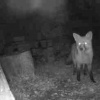 Vulpes vulpes | Red Fox
