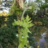 Heracleum mantegazzianum | Giant Hogweed
