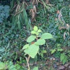 Fallopia japonica | Japanese Knotweed