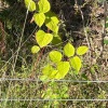 Fallopia japonica | Japanese Knotweed