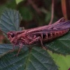 Chorthippus brunneus | Field Grasshopper