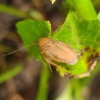 Ectobius pallidus | Tawny Cockroach