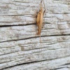 Oecanthus pellucens | Tree Cricket