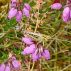 Omocestus viridulus | Common Green Grasshopper
