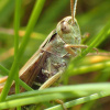 Omocestus viridulus | Common Green Grasshopper
