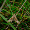 Chorthippus albomarginatus | Lesser Marsh Grasshopper