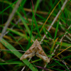 Chorthippus albomarginatus | Lesser Marsh Grasshopper