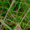 Chorthippus albomarginatus | Lesser Marsh Grasshopper