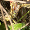 Metrioptera roeselii | Roesel's Bush-cricket