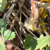 Metrioptera roeselii | Roesel's Bush-cricket